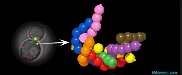 Scientists discover cellular nanomachine that delivers packages